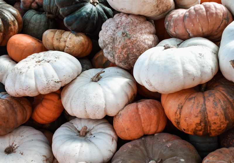 mixed colored pumpkins